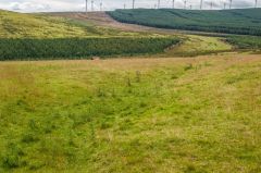The view east along Dere Street