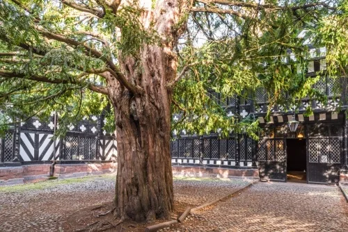 Adam (or Eve) ancient yew tree in the courtyard