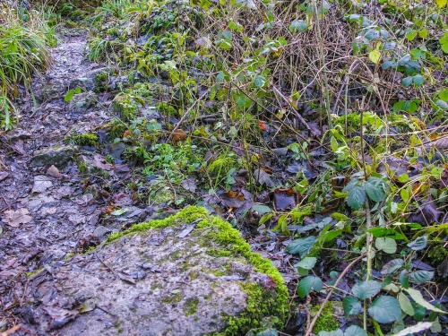The overgrown foundations of Spoonley Wood Roman Villa