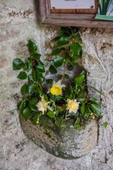 Norman holy water stoup in the porch