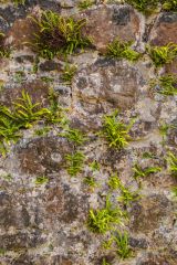 St Maelrubha's Chapel, Eynort, A closer look at the rubble walls of the chapel