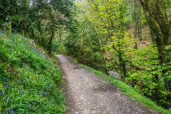 Bluebells on the trail up the glen