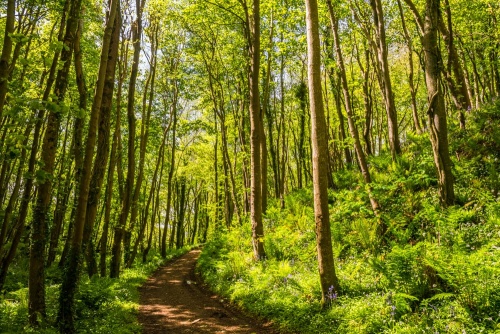 The trail runs through woodland along Physgill Glen