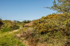 The amphitheatre earthworks from the north east