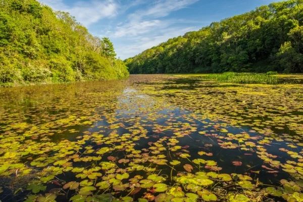 Bosherston Lily Ponds