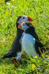 A pair of puffins