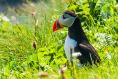 A puffin emerging from its burrow