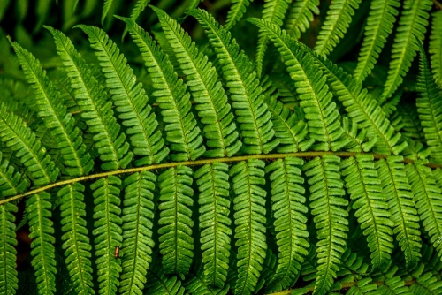 Richly coloured ferns abound