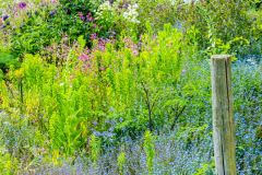 Stapleton Castle and Garden, A colourful garden path
