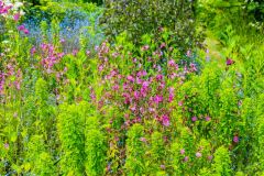 Stapleton Castle and Garden, Pink and blue blossoms in late May