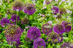 Stapleton Castle and Garden, A purple and pink garden border