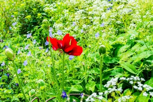 May colour in Stapleton Castle Court Gardens