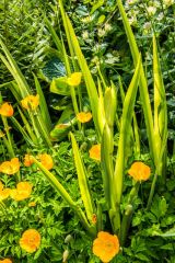 Stapleton Castle and Garden, Potted plants near Castle Court house
