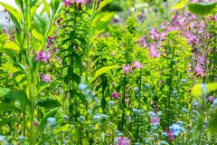 Stapleton Castle and Garden, Lush early summer colours