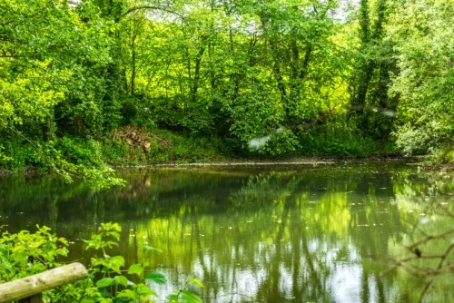 The ancient mill pond