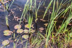Lily pads grow beside the Wetland Walkway