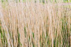 Reedbeds in spring