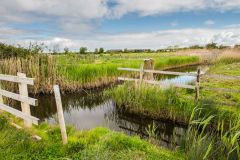 Waterways and wetland habitat near the main car park