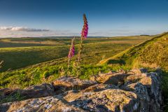 Looking north from Hadrian's Wall