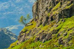 A lonely tree clings to a rocky outcrop
