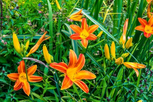 Lush summer colour