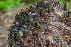 Visitors have hammered coins into this exposed stump