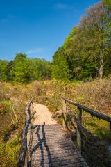 A wooden footbridge in the water gardens