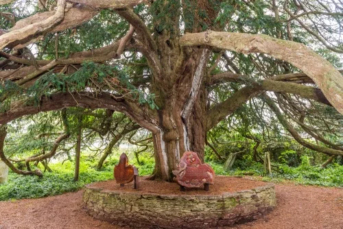 The ancient yew tree