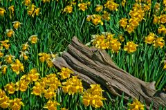 Sutton Hoo, Daffodils along the woodland path