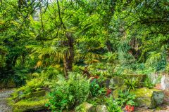 The Edwardian Fernery