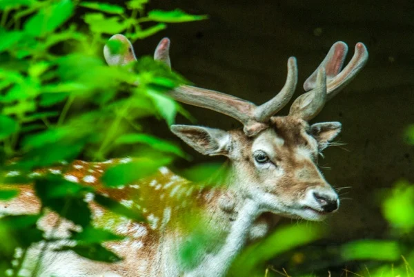 A fallow deer in the woodlands
