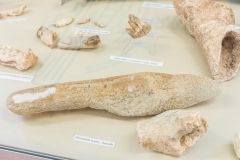 Mammoth bones from Amroth