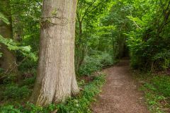 Trees on the Lake Walk