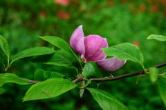 Summer blossoms in the Connaught Plantation