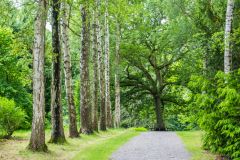 Birch Avenue leading to the Jubilee Oak