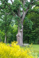 Another look at Catherine Parr's Oak