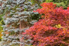Colours in the Acer Glade