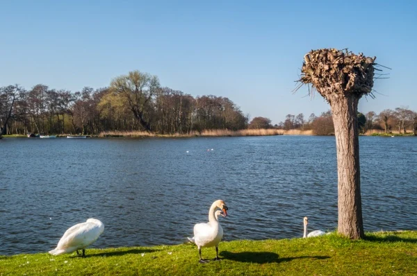 Swans on the bank of The Meare