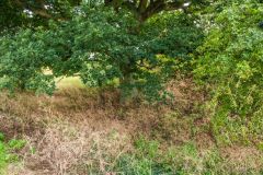 The overgrown moat from the north-east