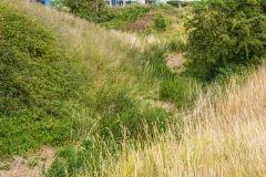 The castle moat from the south-east