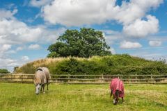 Horses graze in front of the castle mound