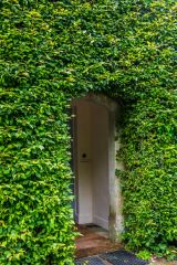 A cottage doorway shrouded in ivy