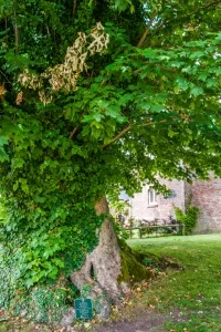 The Martyr's Tree, outside the churchyard
