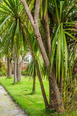 Palms in the walled garden