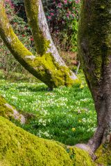 A carpet of spring flowers