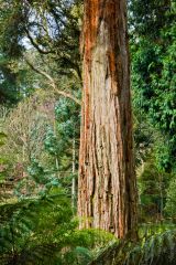 Southern hemisphere trees in 'Godwanaland'