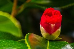 Spring colour about to bloom