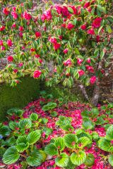 Colourful spring blossoms