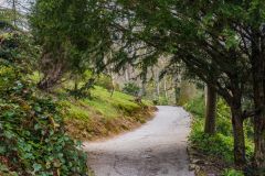A shady pathway near the footbridge