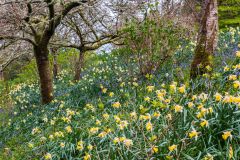 Daffodils and bluebells in spring